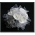 BLUMEN (MINI) UND ACCESOIRES Schuim rozen, 12 rozen, witte