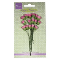 Rose Bud rose vif