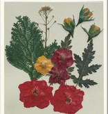 Exlusiv A set of dried and pressed flowers