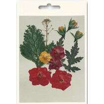 A set of dried and pressed flowers