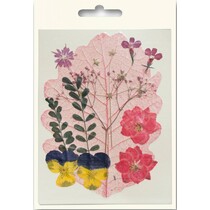 Um conjunto de flores secas e prensadas