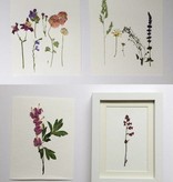 Exlusiv A set of dried and pressed flowers