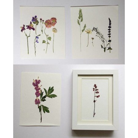 Exlusiv A set of dried and pressed flowers
