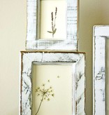 Exlusiv A set of dried and pressed flowers