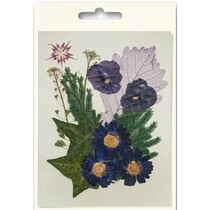 Ein Set getrocknete und gepreßte Blumen