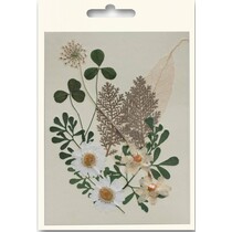Et sett med tørkede og pressede blomster