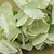 BLUMEN (MINI) UND ACCESOIRES Buketter av blomster, hvit, vintage look
