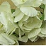 BLUMEN (MINI) UND ACCESOIRES Bouquets of flowers, white, vintage look