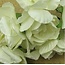 BLUMEN (MINI) UND ACCESOIRES Ramos de flores, blanco de la mirada, la vendimia