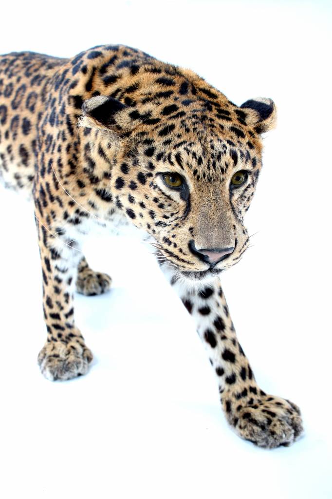 Set up leopard (amoer leopard), the top in taxidermy