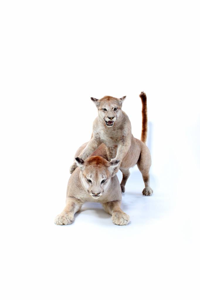 Taxidermie Puma's