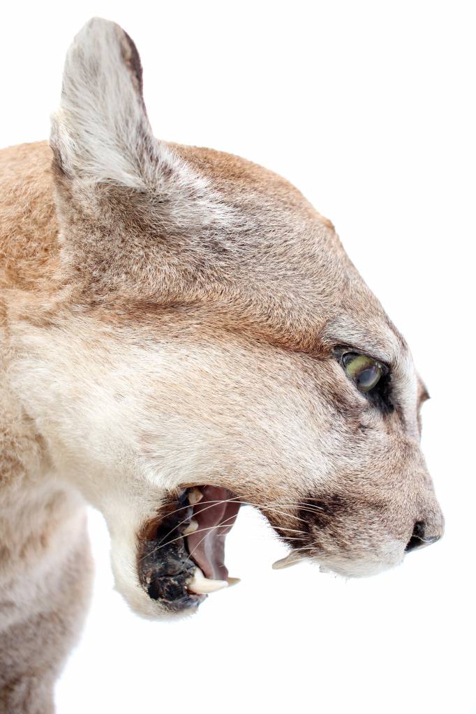 Puma's taxidermy