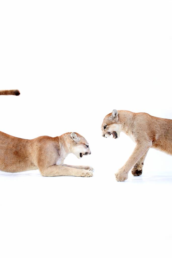 Puma's taxidermy