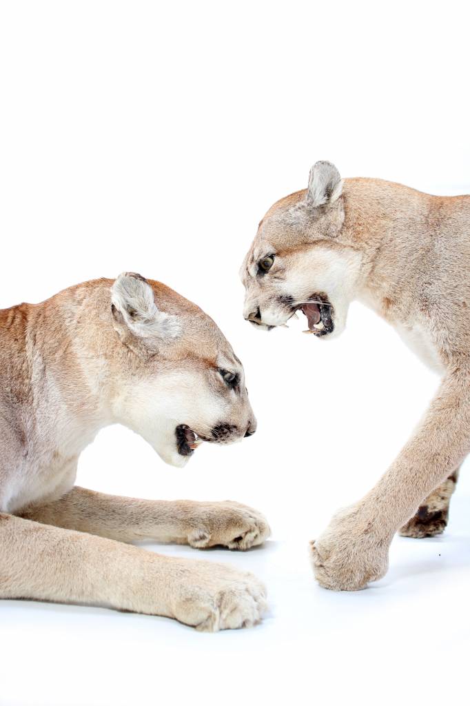 Taxidermie Puma's