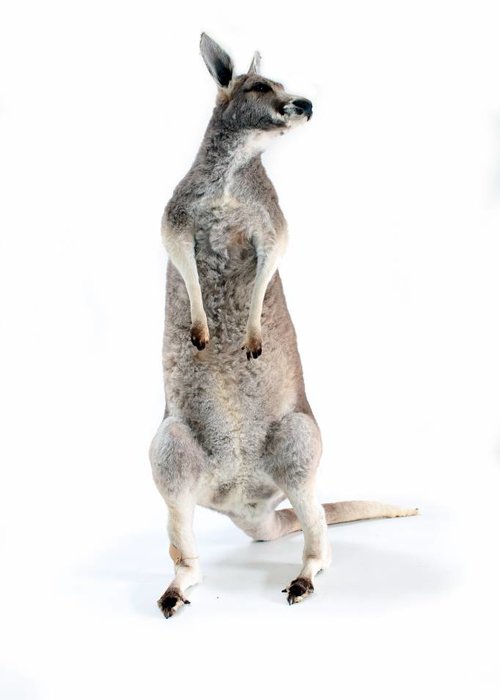 kangaroo taxidermy