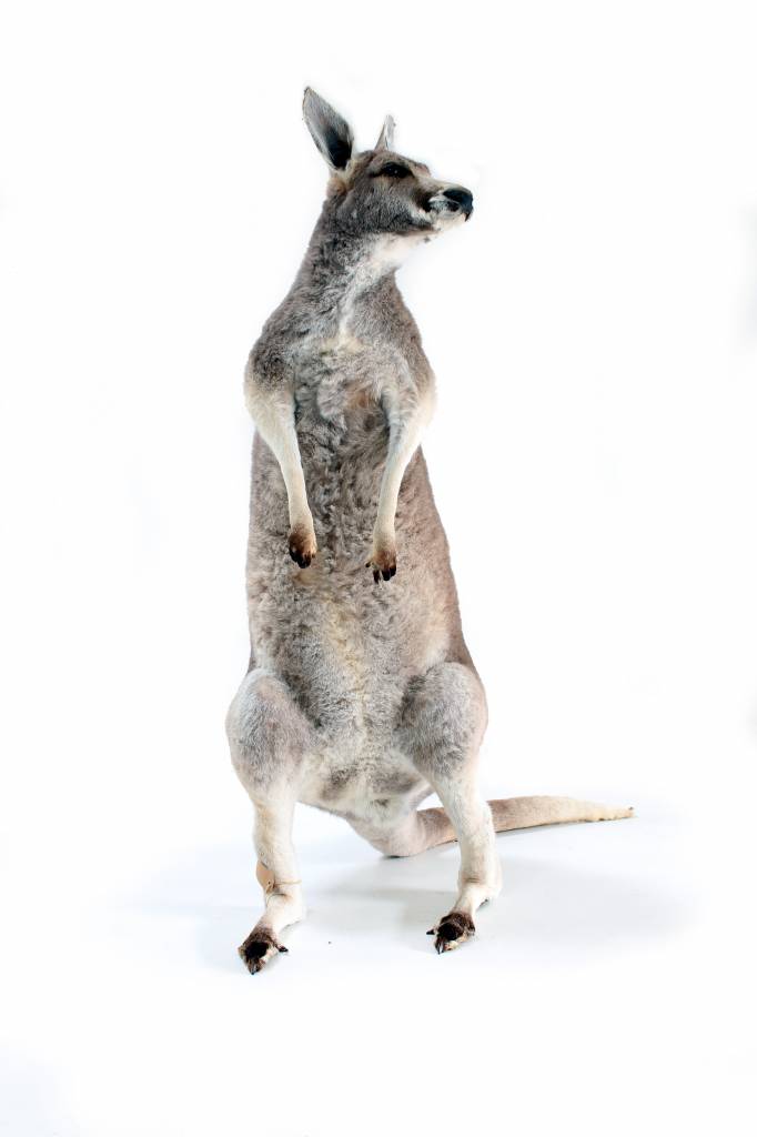 kangaroo taxidermy - THE HOUSE OF WAUW