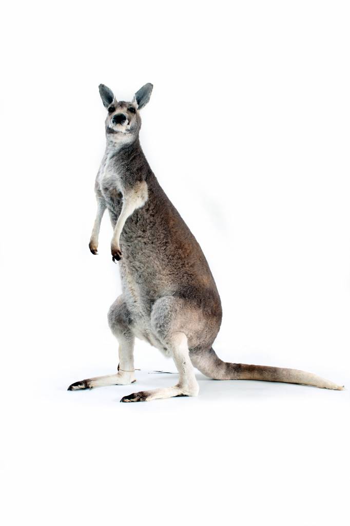 Opgezette kangoeroe taxidermie