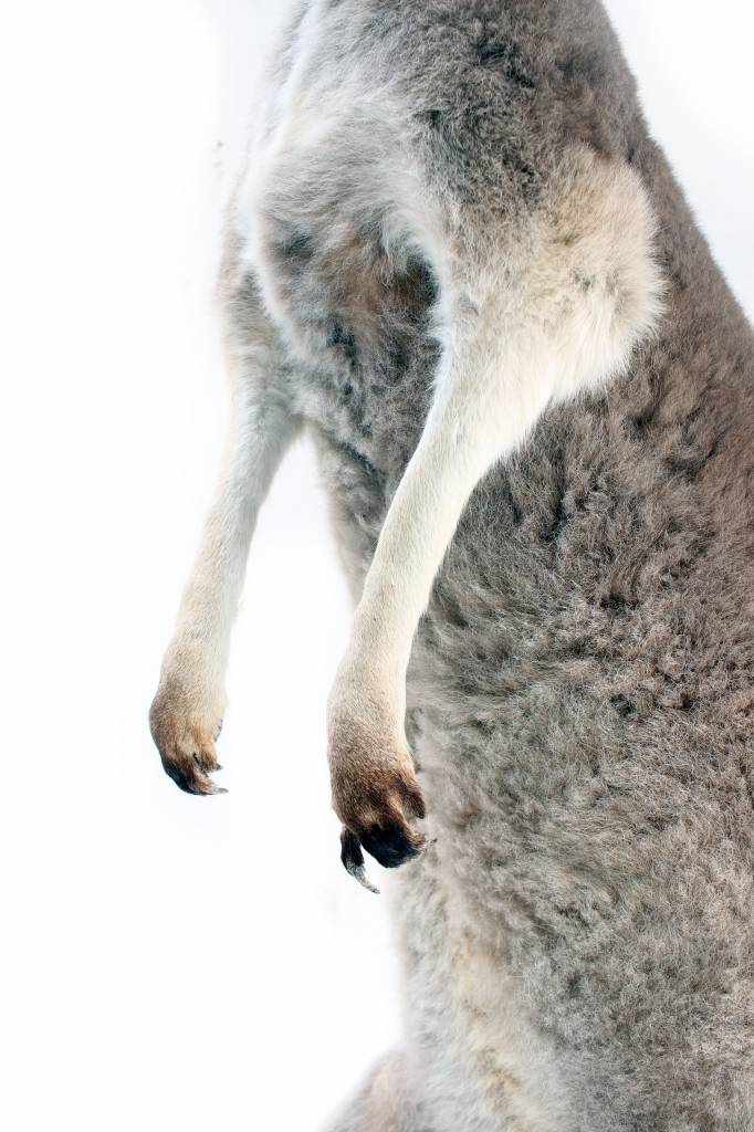 Opgezette kangoeroe taxidermie