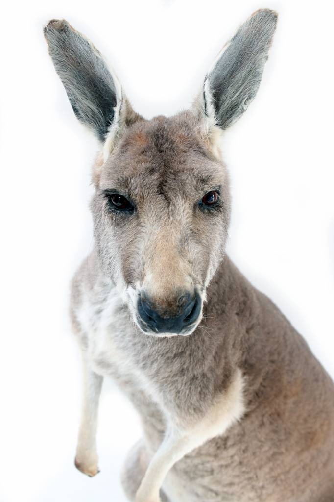 Opgezette kangoeroe taxidermie