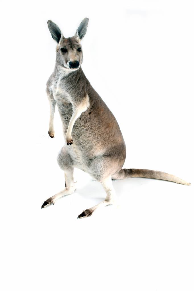 kangaroo taxidermy