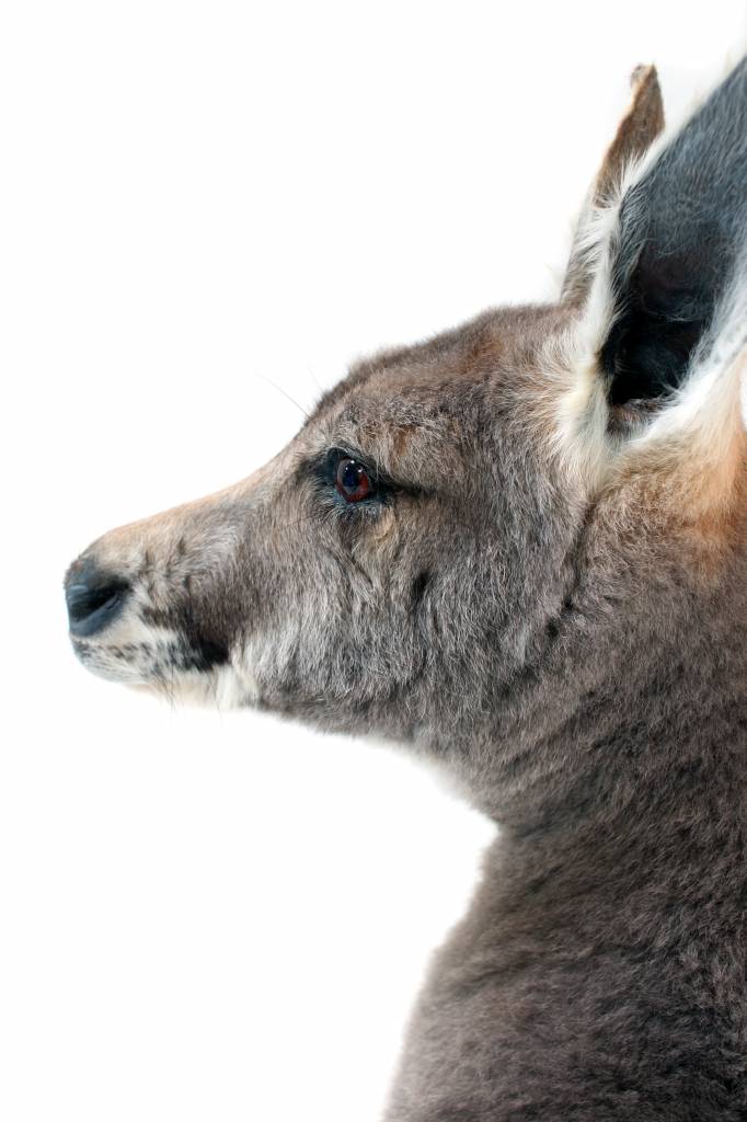 kangaroo taxidermy