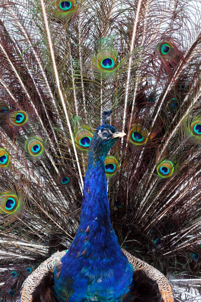 Taxidermy blue peacock