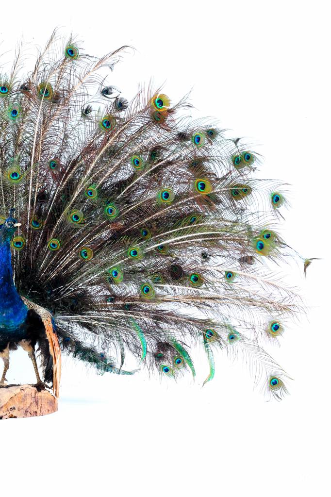 Taxidermy blue peacock