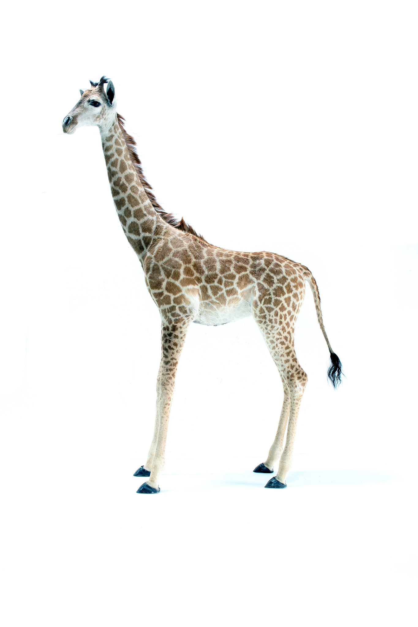 Taxidermybaby giraffe taxidermy