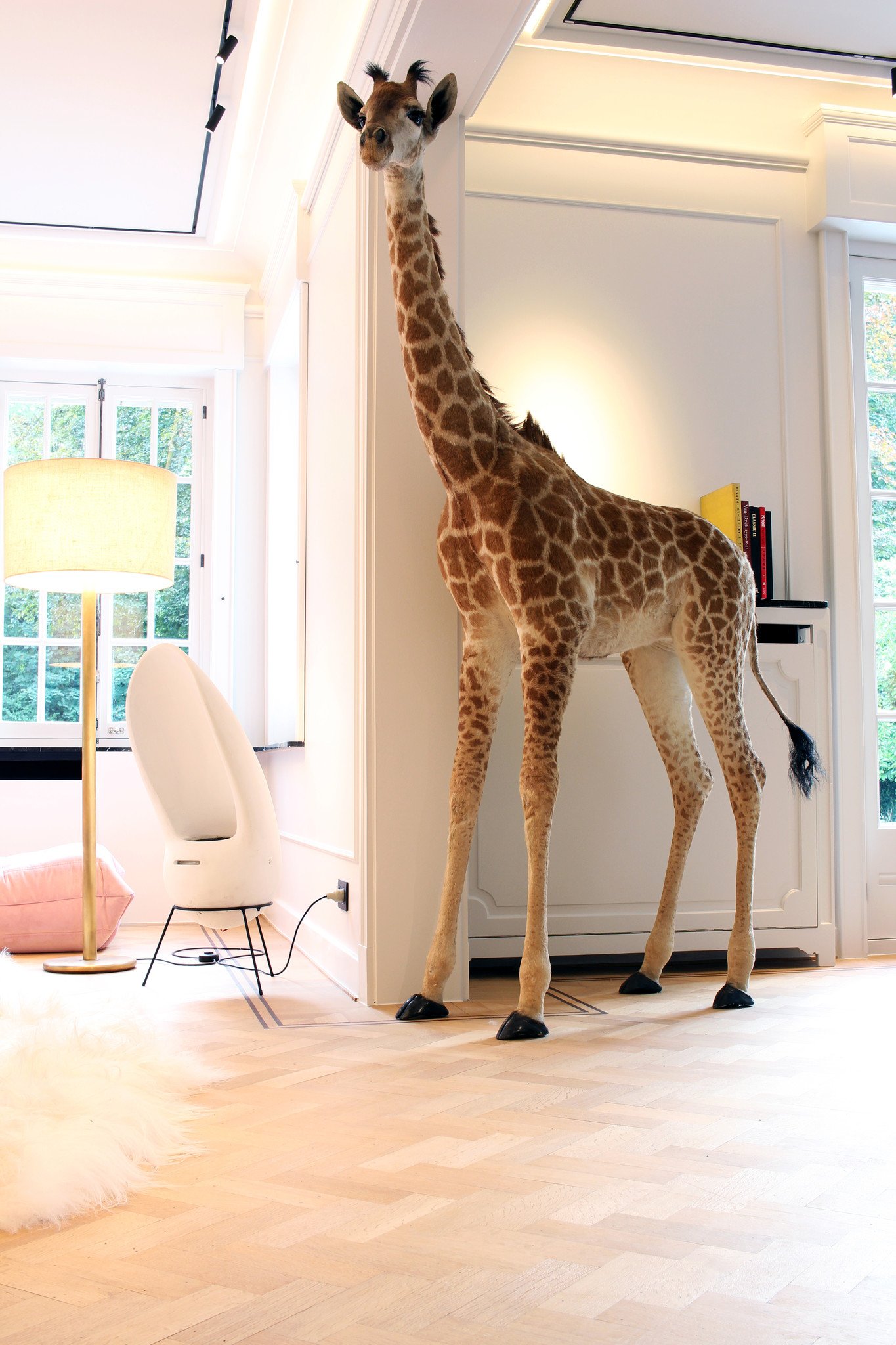 Taxidermybaby giraffe taxidermy