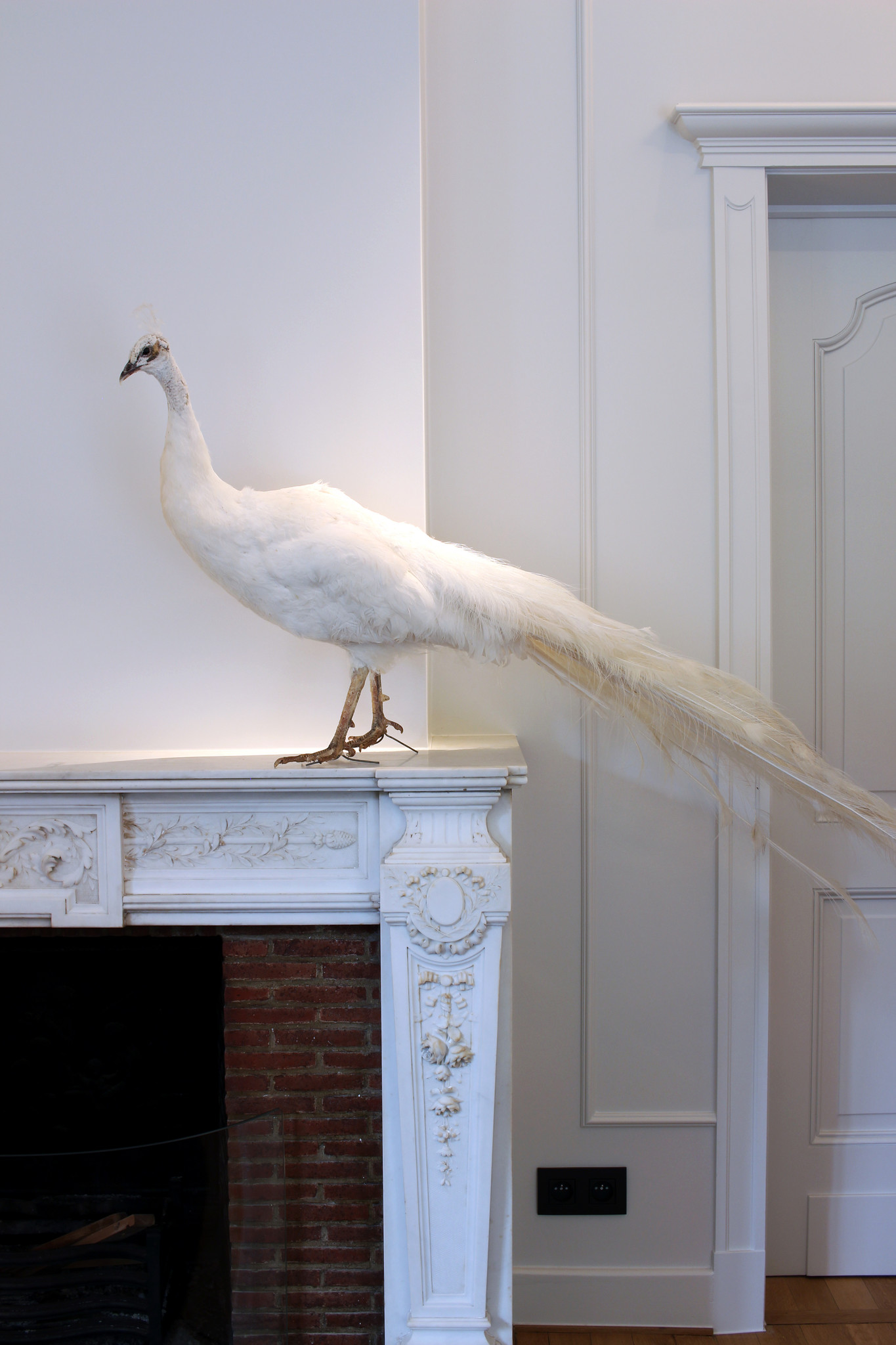 Taxidermy white peacock