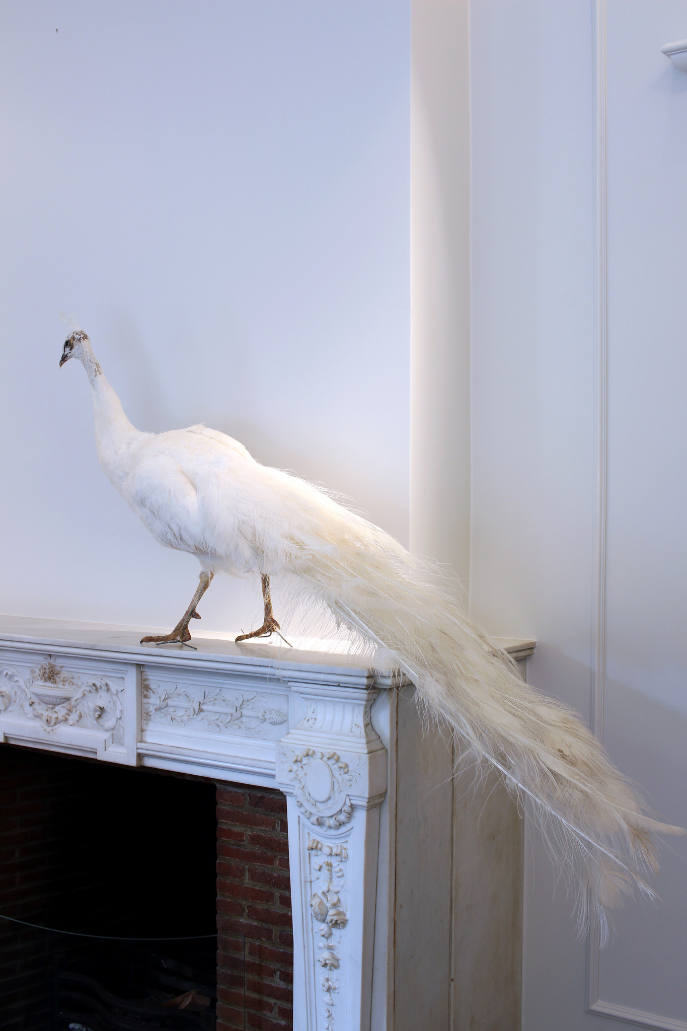 Taxidermy white peacock