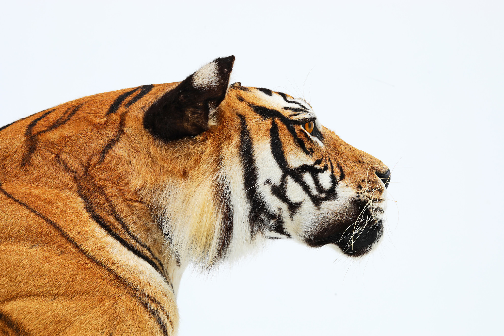 Taxidermy Tiger