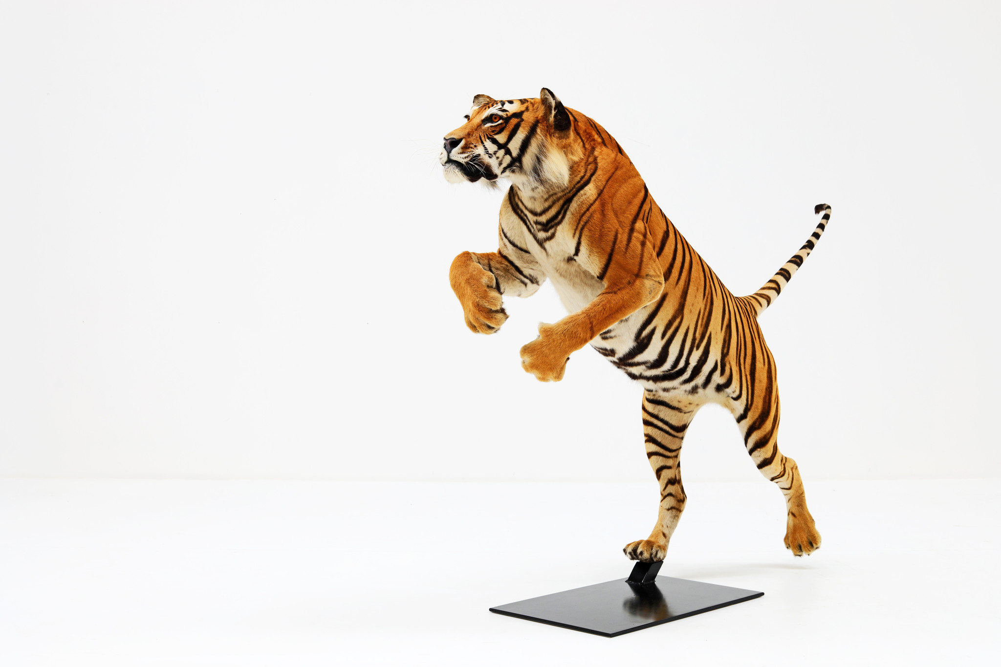 Tigre de taxidermie