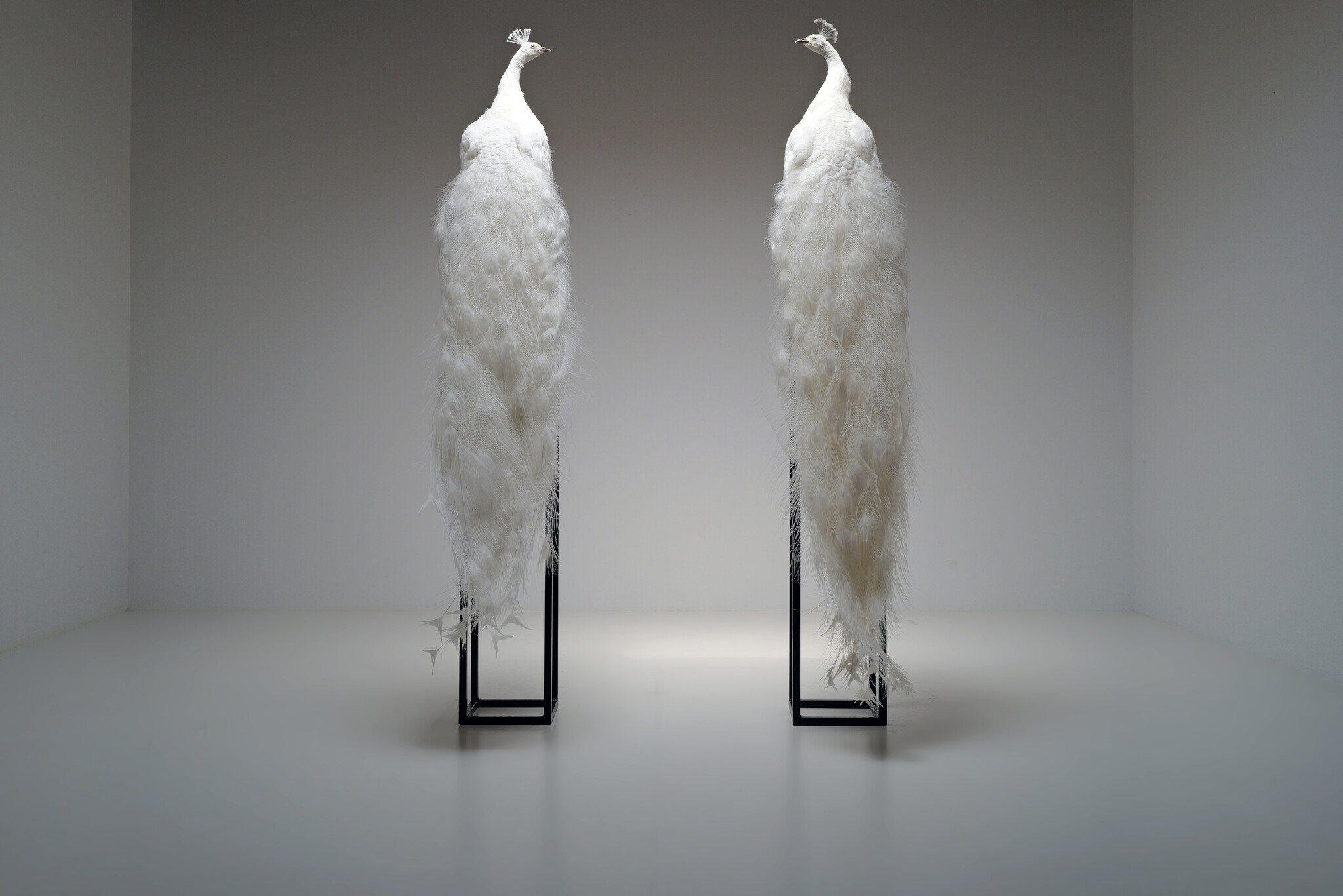 Mounted white peacock