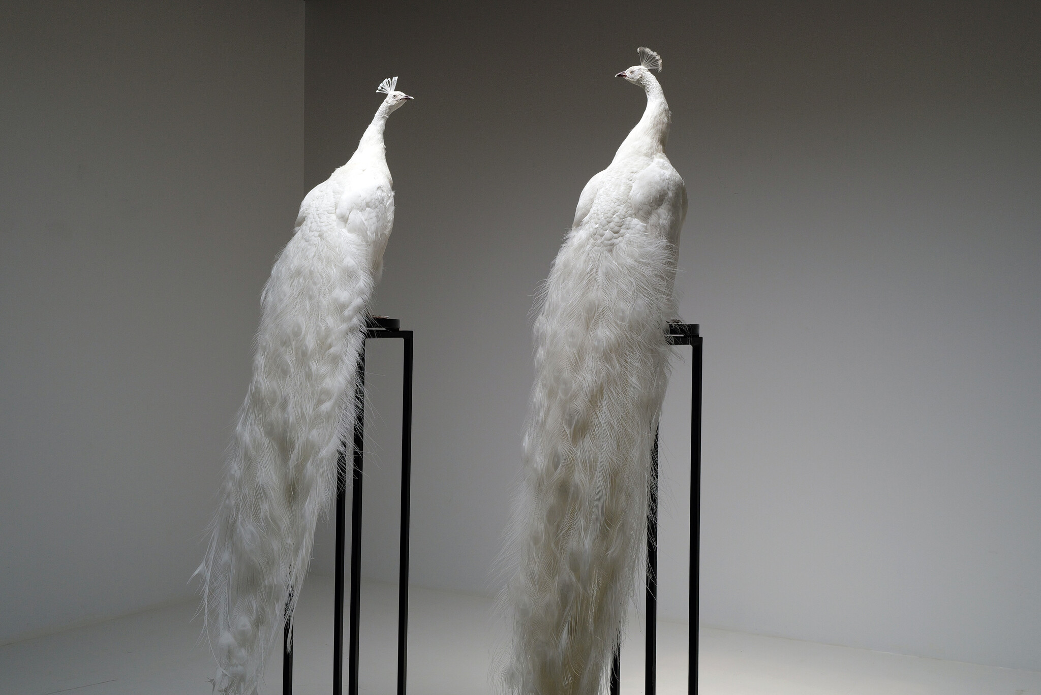 Mounted white peacock