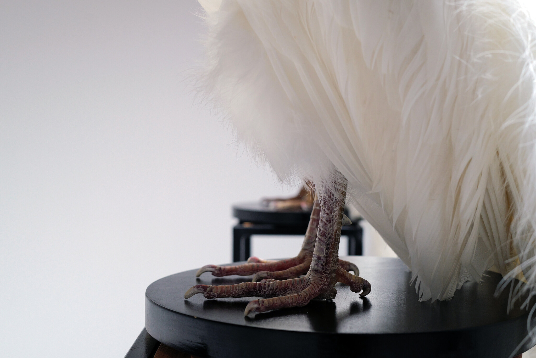 Mounted white peacock