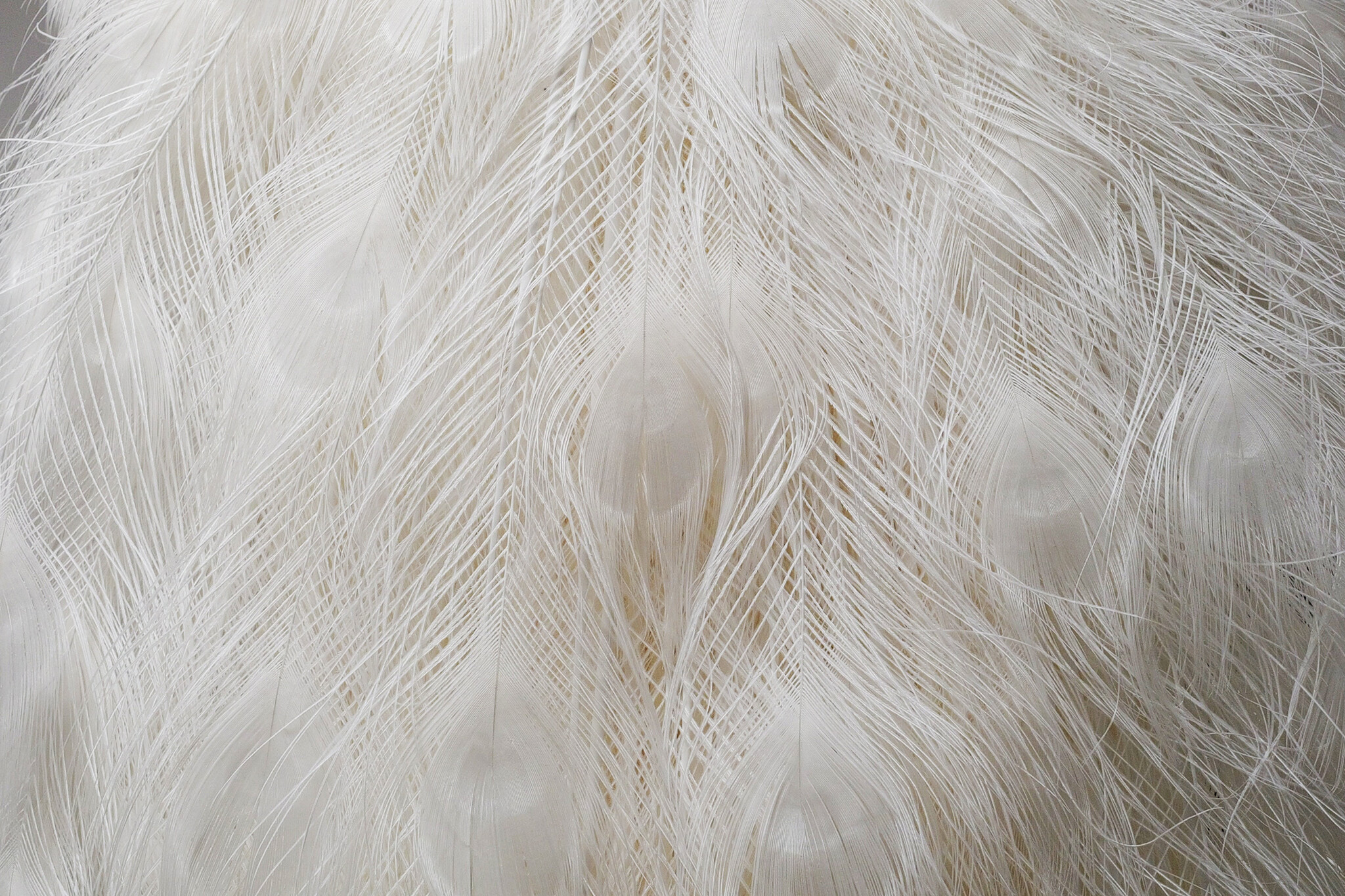 Mounted white peacock