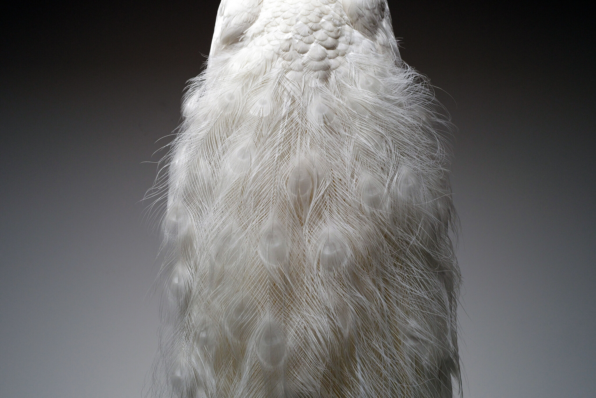 Mounted white peacock