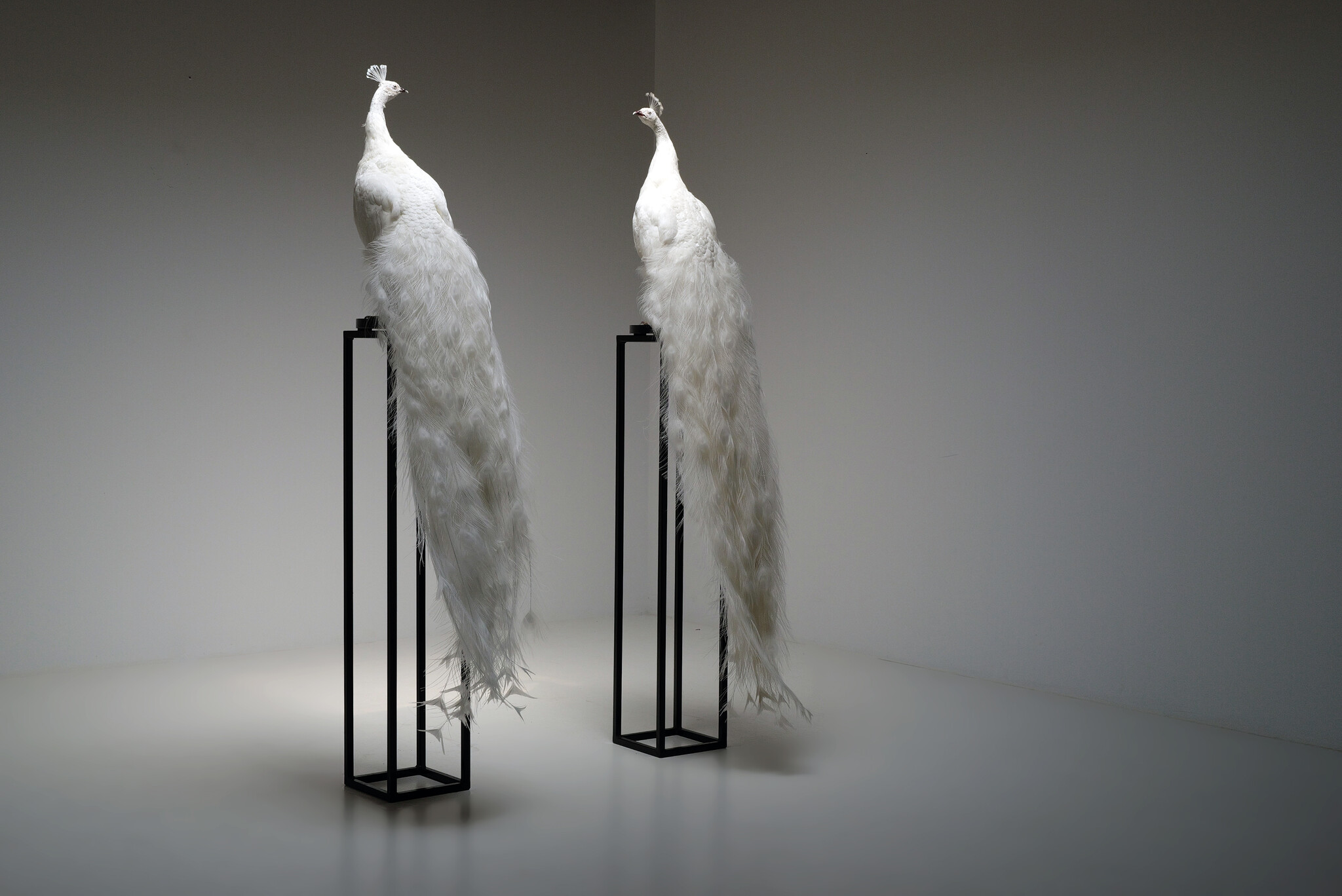 Mounted white peacock