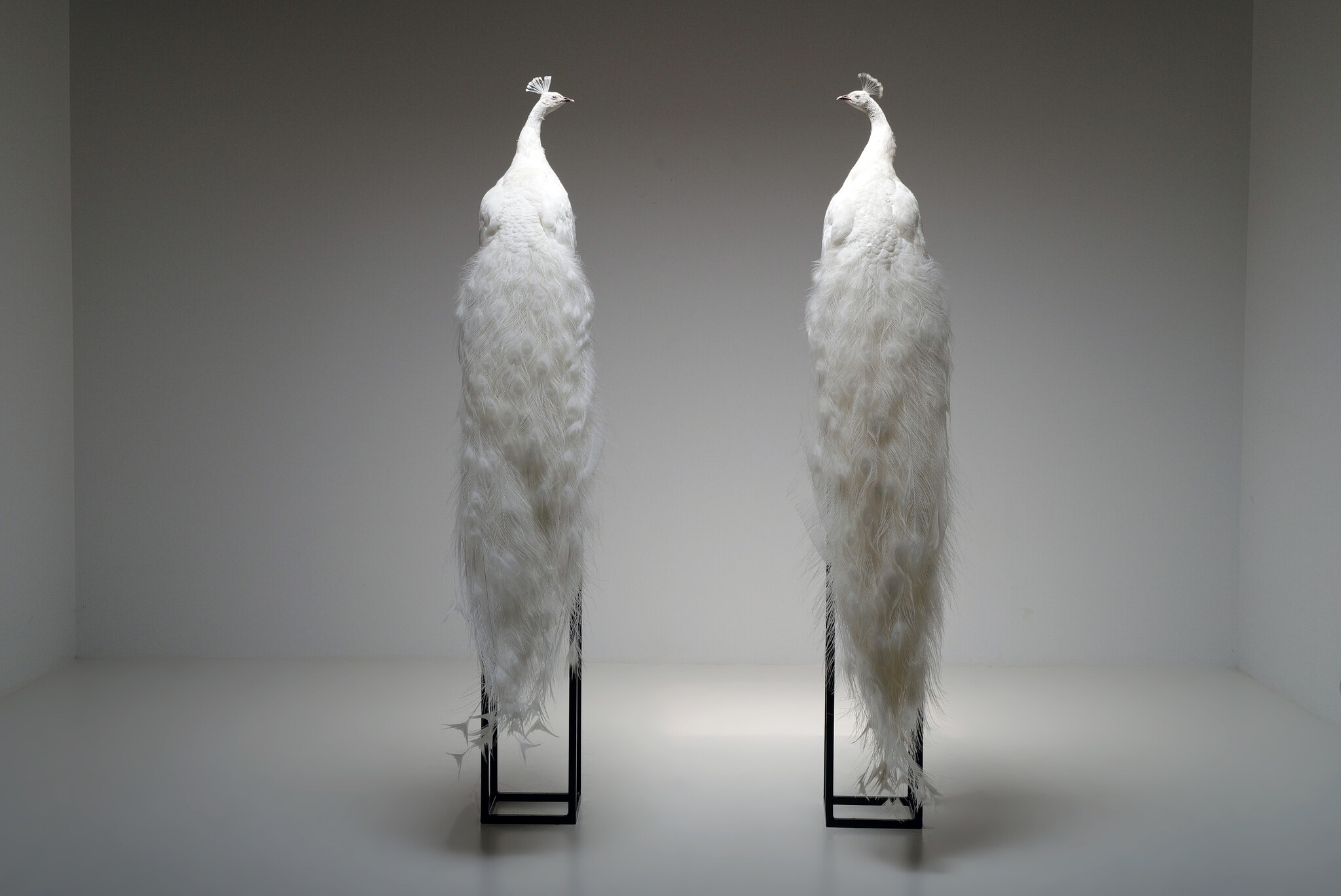 Mounted white peacock