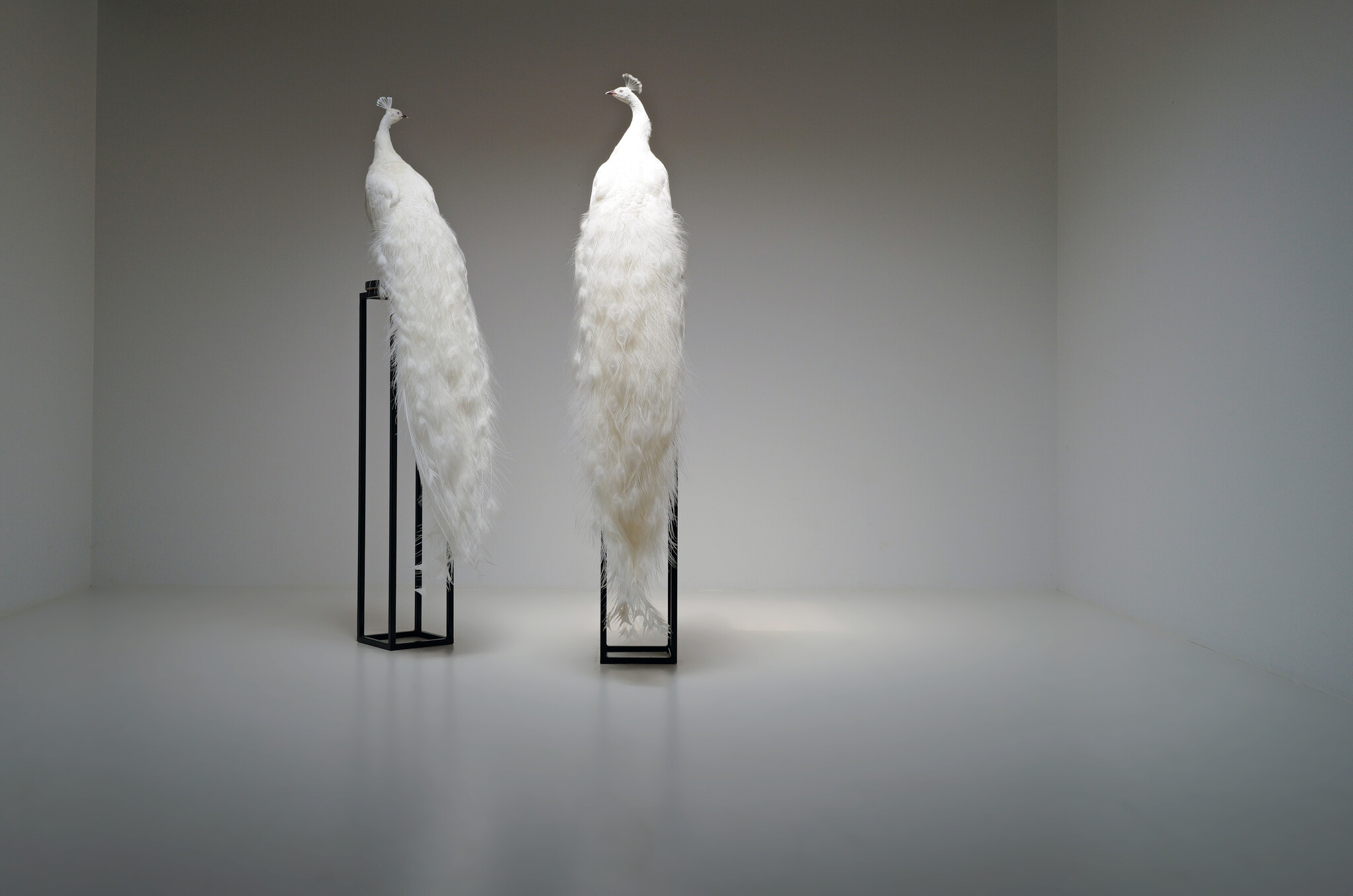 Mounted white peacock