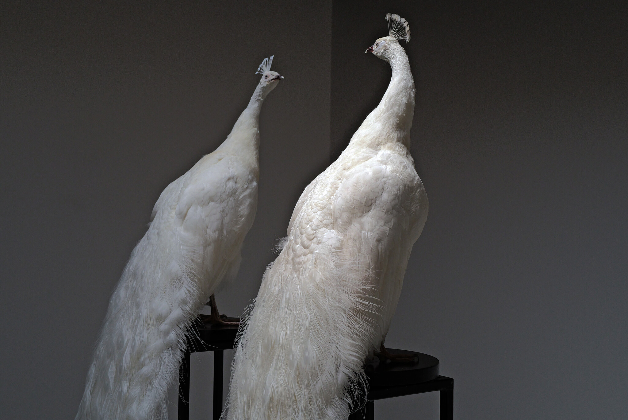 Mounted white peacock