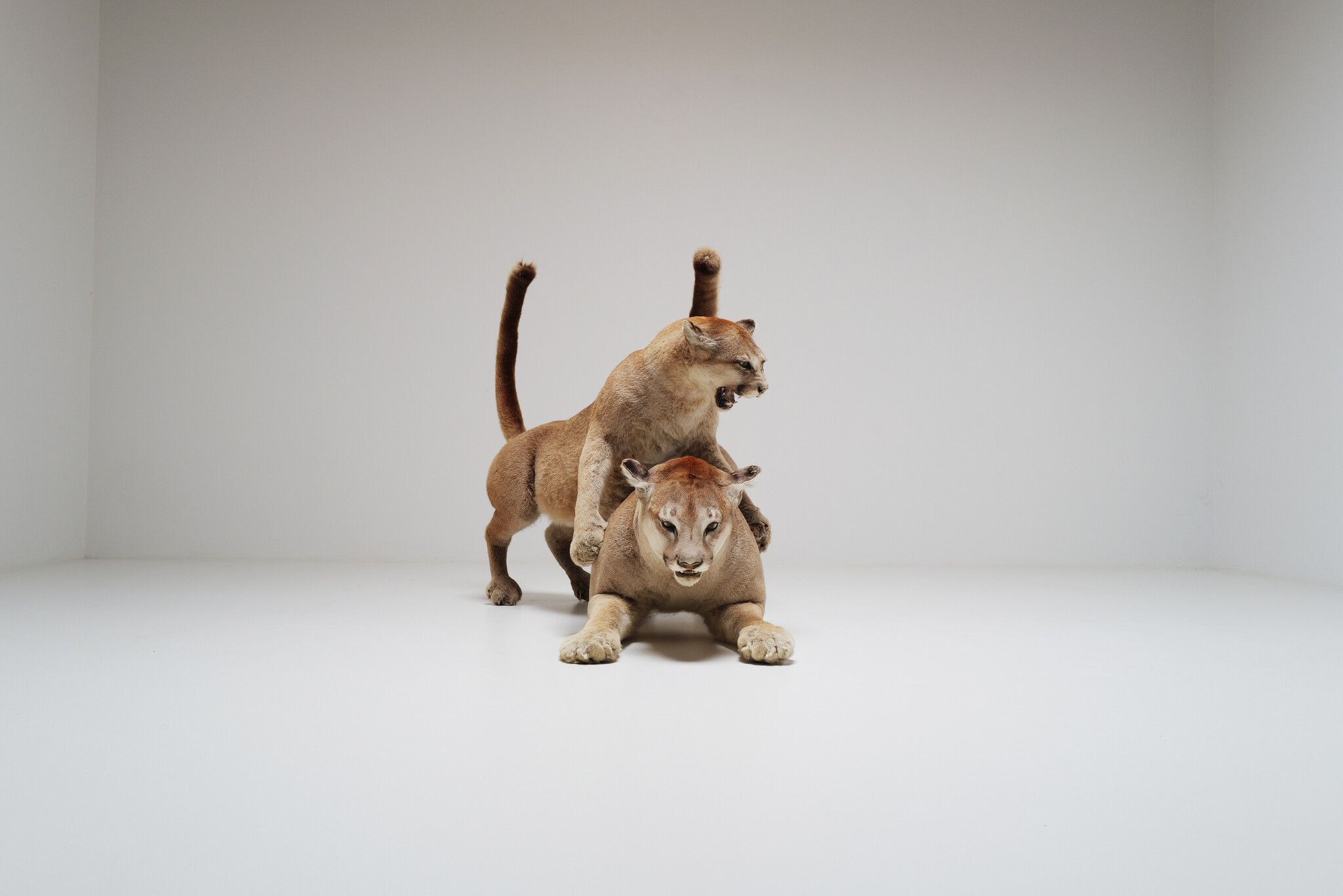 Set van 2 taxidermie poema’s uit Circus van Antwerpen