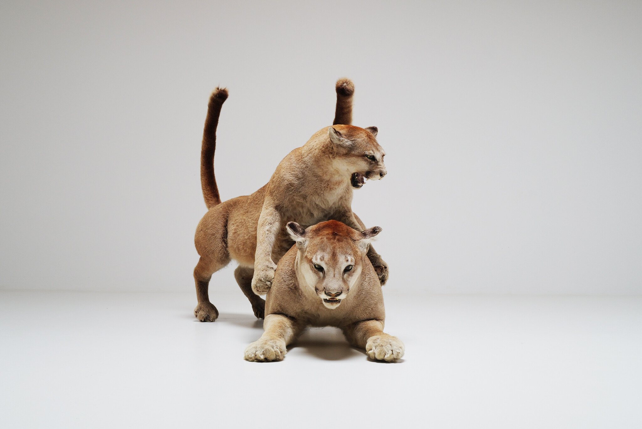 Set van 2 taxidermie poema’s uit Circus van Antwerpen