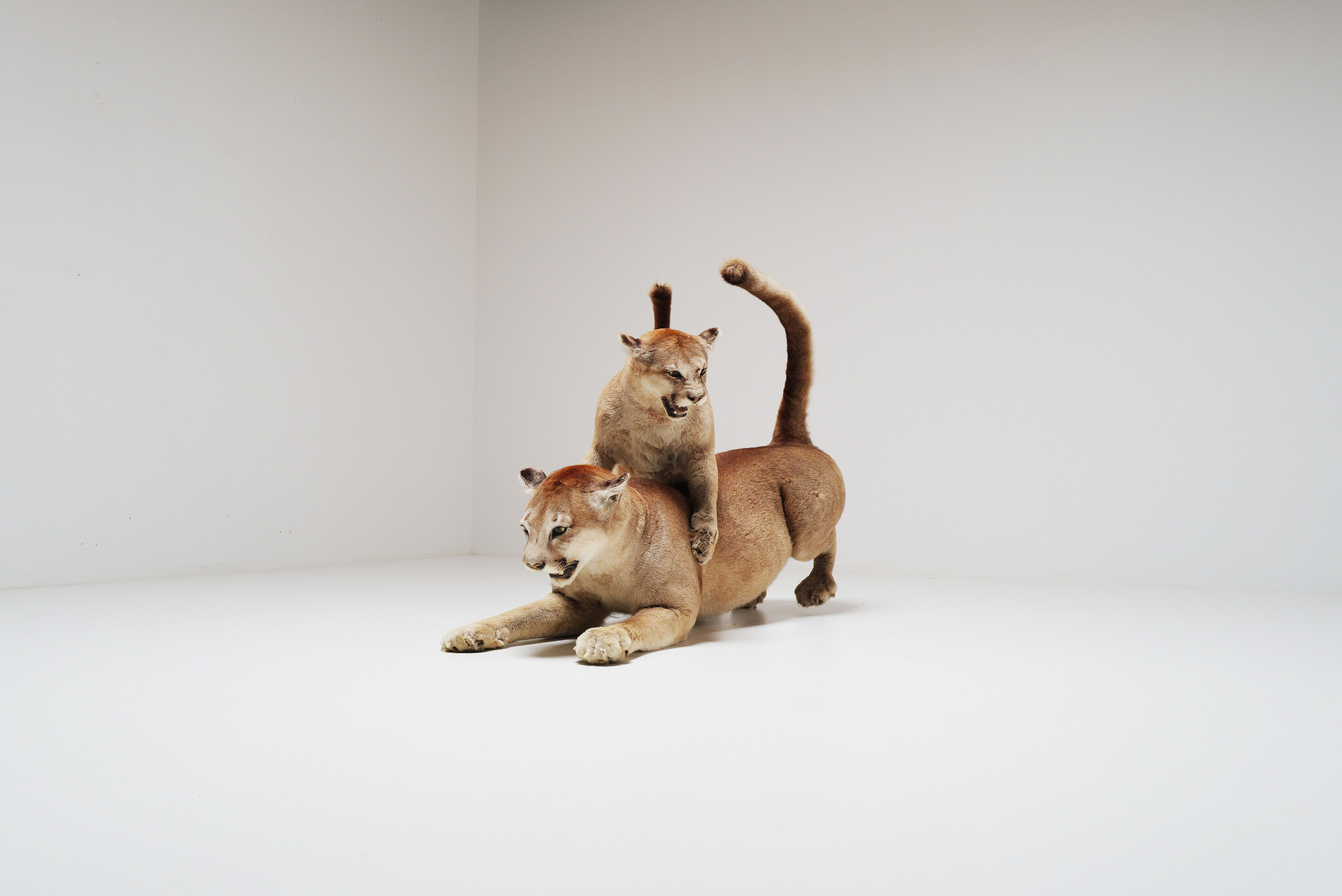 Set van 2 taxidermie poema’s uit Circus van Antwerpen