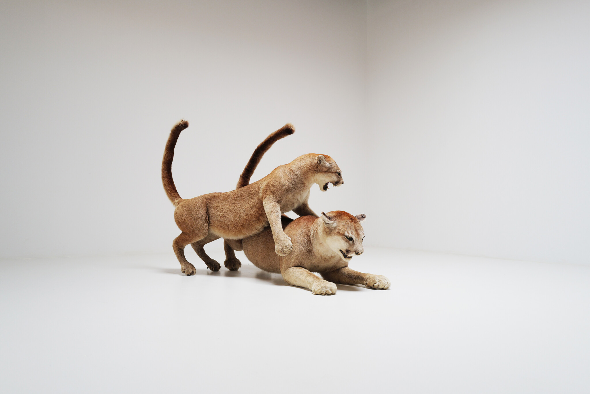 Set van 2 taxidermie poema’s uit Circus van Antwerpen