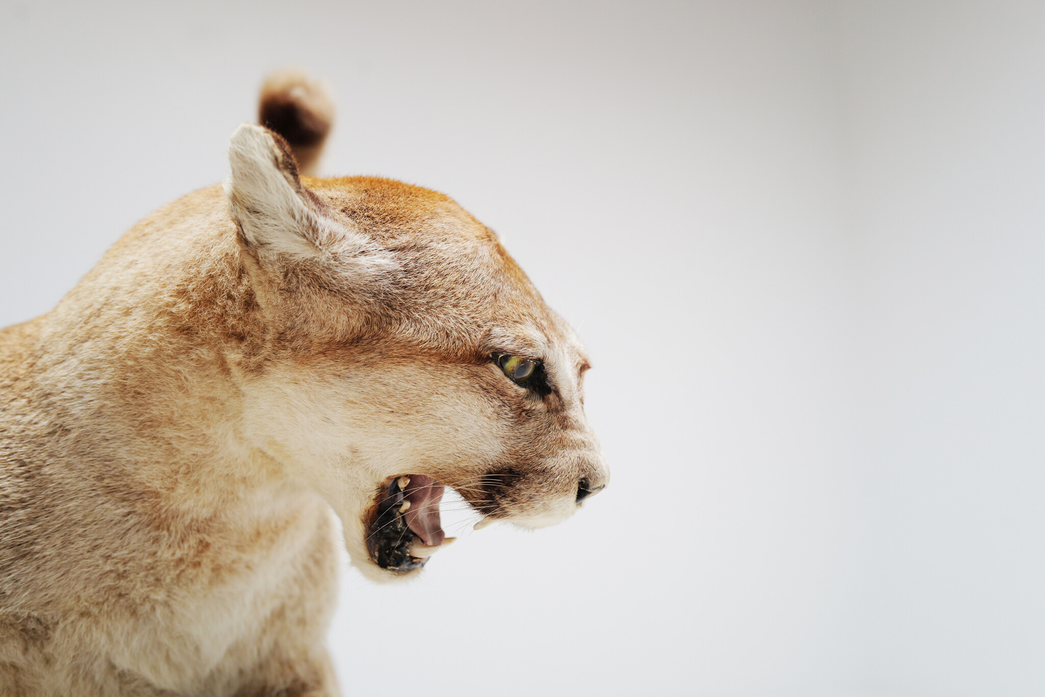 Set van 2 taxidermie poema’s uit Circus van Antwerpen