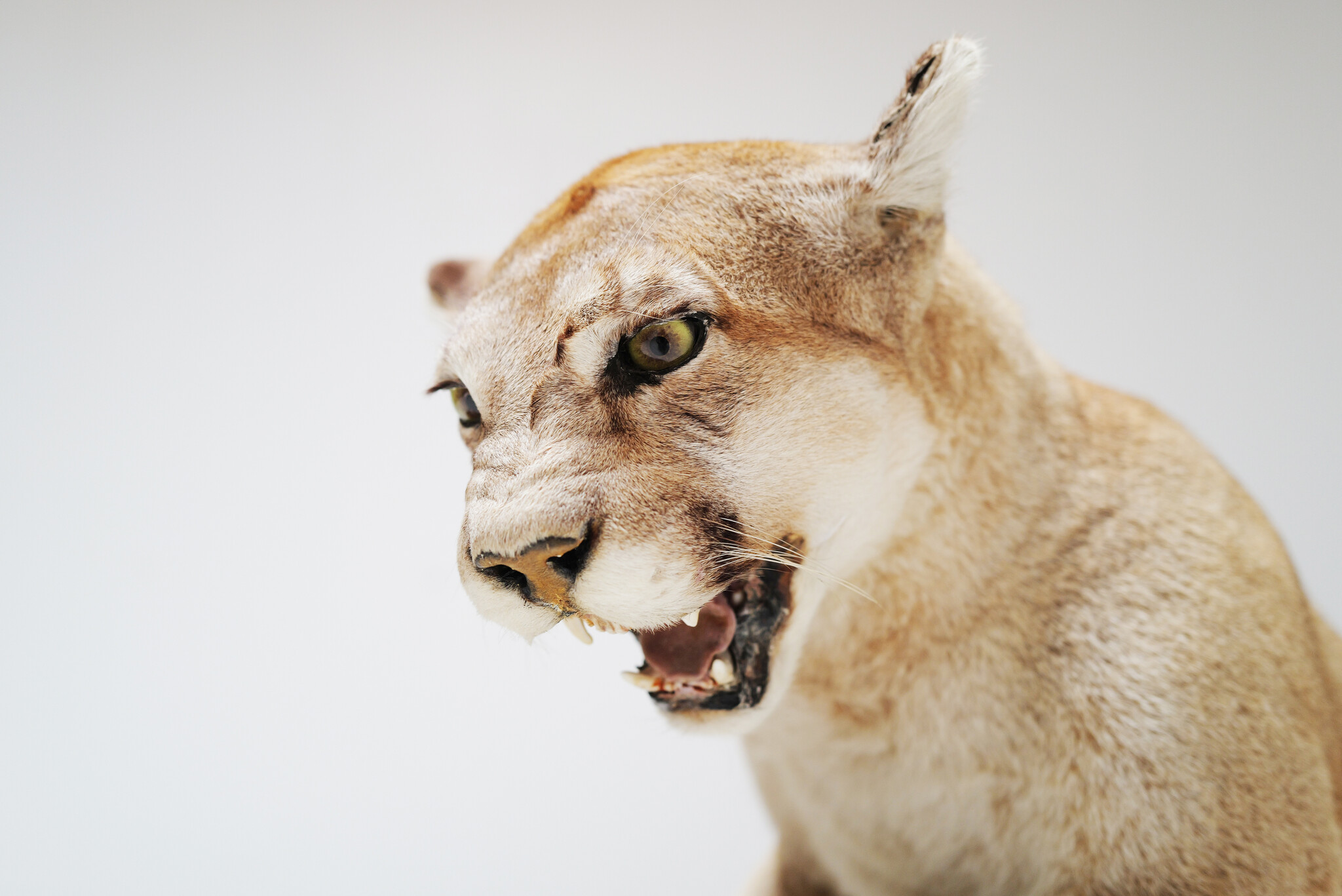Set van 2 taxidermie poema’s uit Circus van Antwerpen