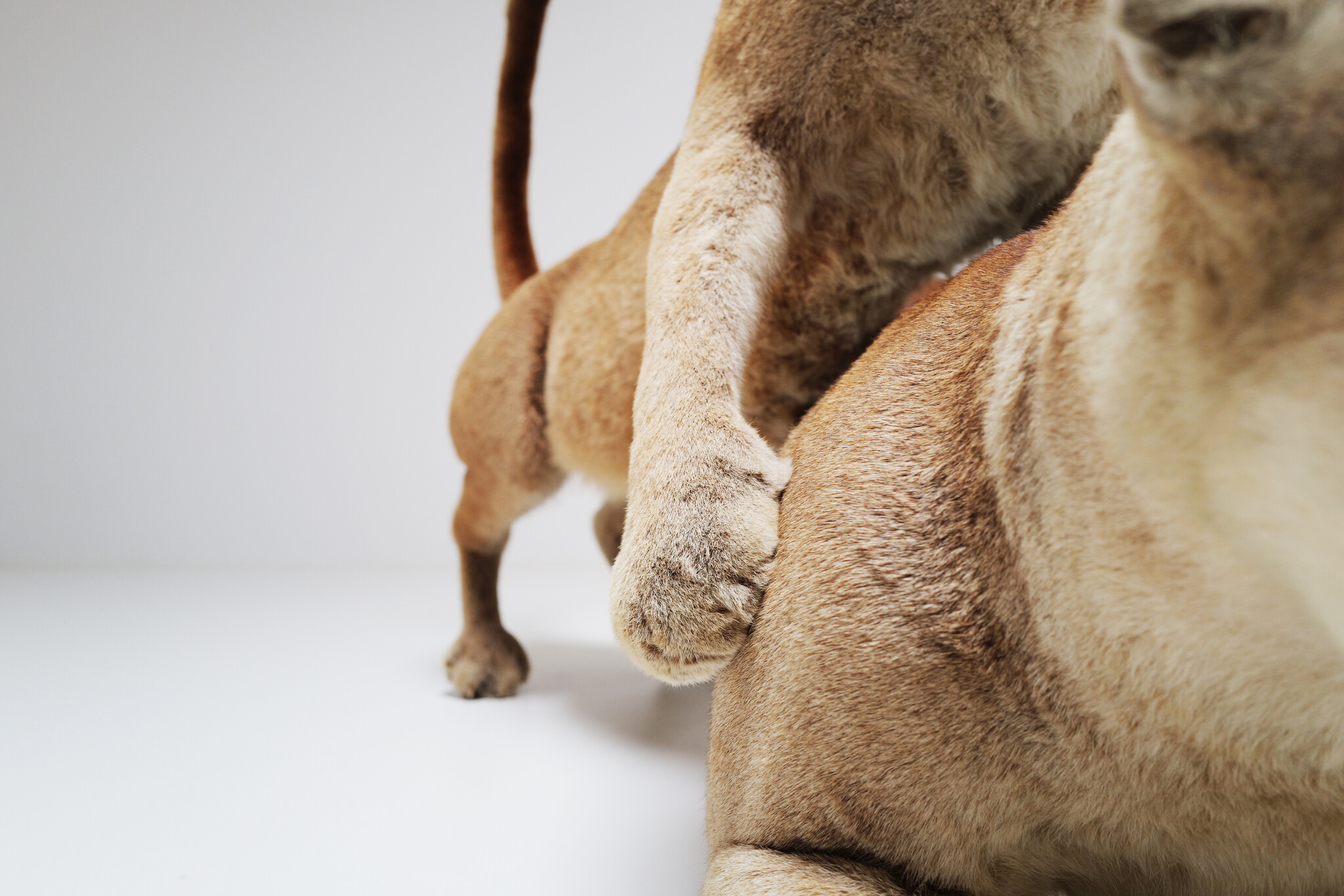 Set van 2 taxidermie poema’s uit Circus van Antwerpen