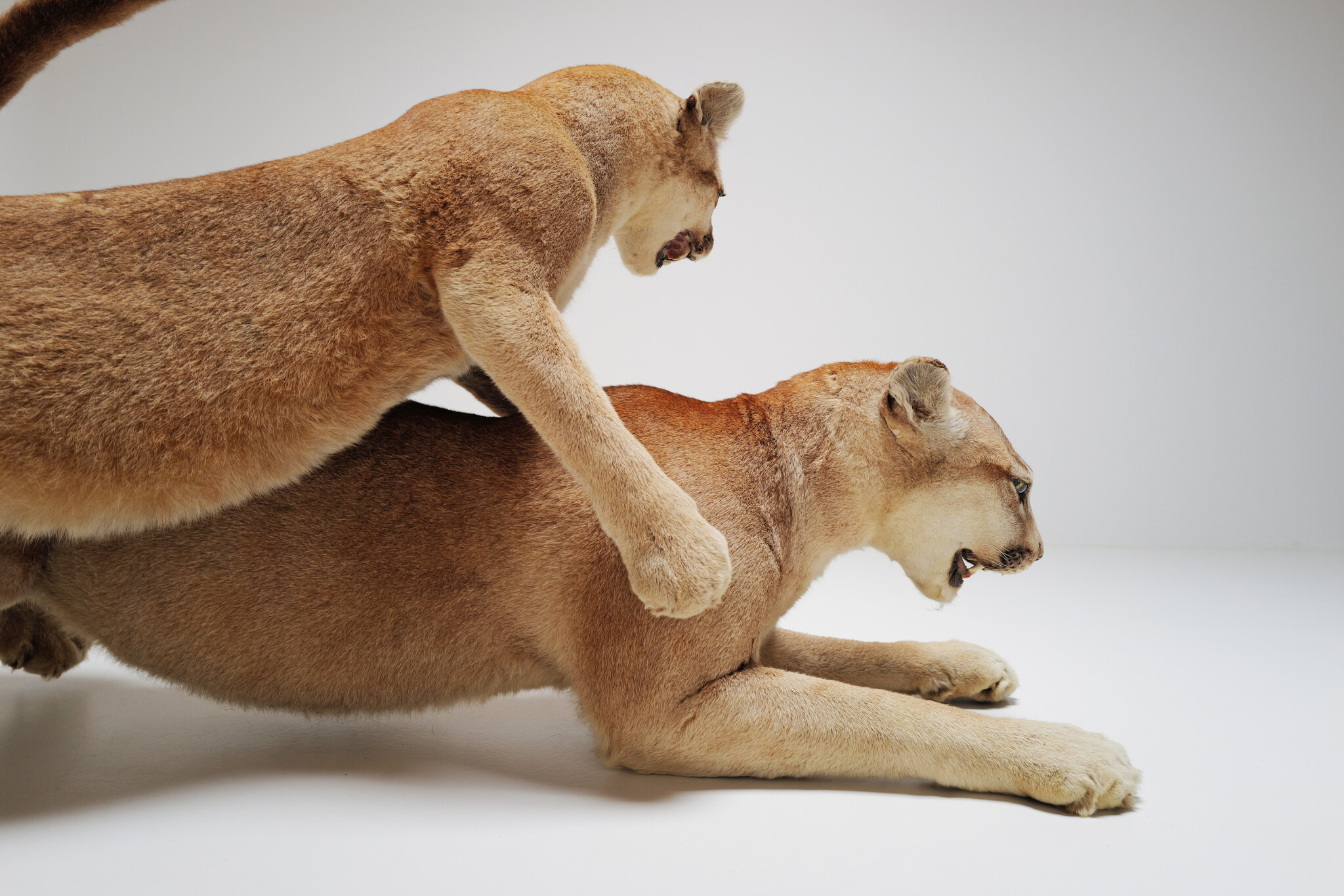 Set van 2 taxidermie poema’s uit Circus van Antwerpen